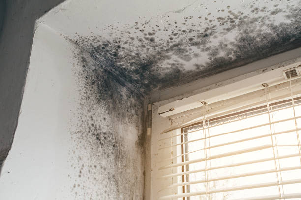 Affordable Attic Mold Remediation solutions in Evans, GA